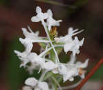 Snowy orchid